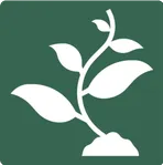 Вегетативные саженцы фундука Косфорд