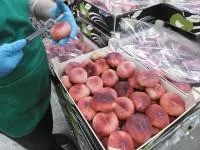 Плоский персик парагвайо из Испании